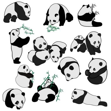 Beyaz arka plan üzerinde izole vektör panda siluetleri büyük kümesi. Sevimli panda seti, düz tasarım vektör Illustrator bebeğim. Panda uyur, bir bambu yiyor ve çalış. Farklı pozlar, en az görüntü hayvan.