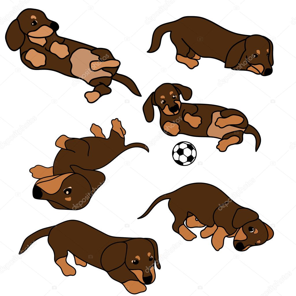 Set dachshund dog breed. Vector image in minimal style. Animal badge art, cute cartoon style, hand drawn image. German badger-dog. Small hunter dog sign in flat style. Pet design for print. Puppy lies. Hand drawn puppy. Children's illustration. 