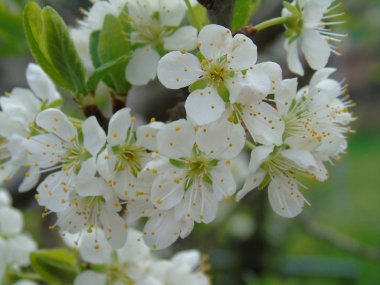 Bahar süre kiraz ağacından güzel çiçek 