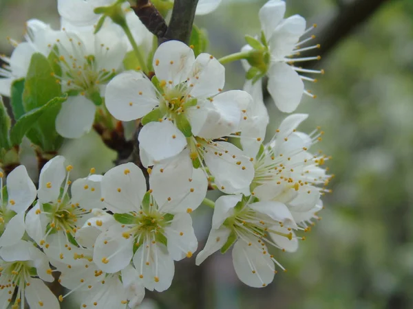 Algumas Flores Bonitas Árvore Cereja Primavera — Fotografia de Stock