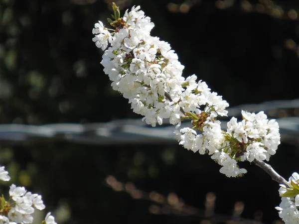 村からいくつかの春の花の美しいキャプション — ストック写真