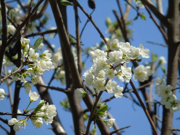 ジェノバの花のヨーロッパのお祭りから素晴らしい春の花 — ストック写真