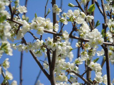 Bahar ile büyük bir gök köyden bazı çiçeklerin güzel resim yazısı