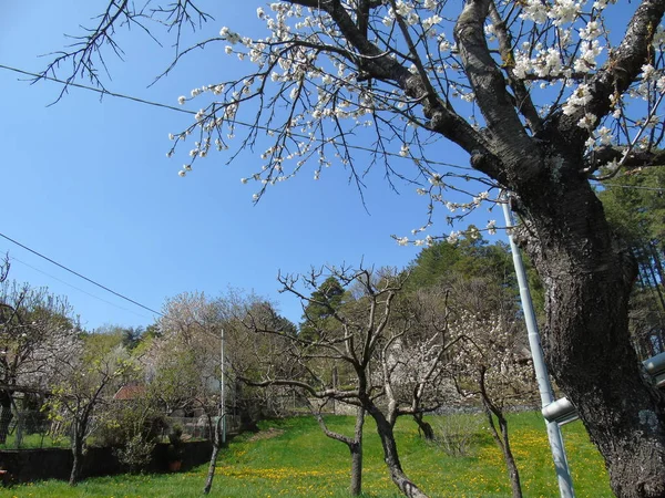 大きな空と春の村からいくつかの花の美しいキャプション — ストック写真