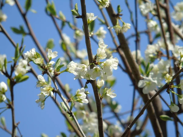 Legenda Bonita Algumas Flores Aldeia Primavera Com Grande Céu — Fotografia de Stock