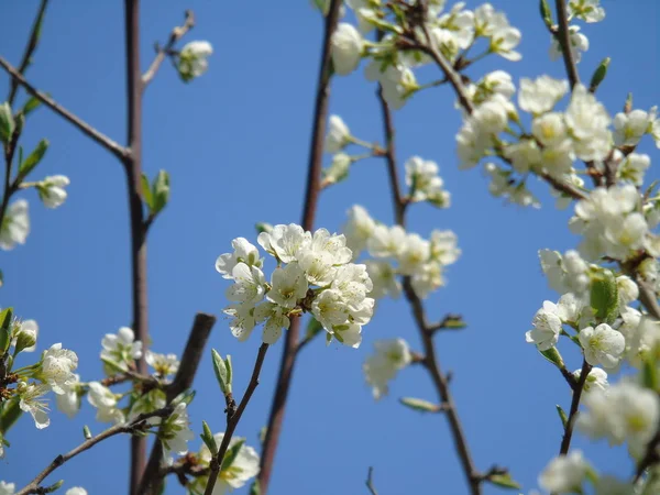 Legenda Bonita Algumas Flores Aldeia Primavera Com Grande Céu — Fotografia de Stock