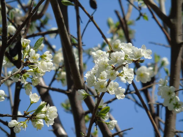 Belle Légende Quelques Fleurs Village Printemps Avec Grand Ciel — Photo