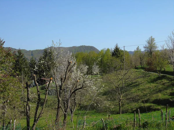 Legenda Bonita Algumas Flores Aldeia Primavera Com Grande Céu — Fotografia de Stock