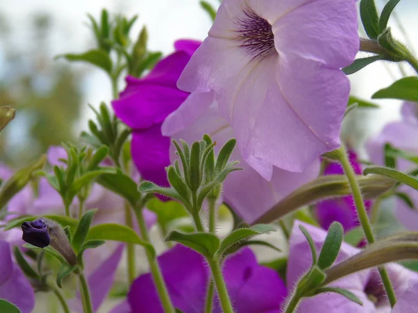 Beautiful caption of some flowers from the village in spring with a great sky