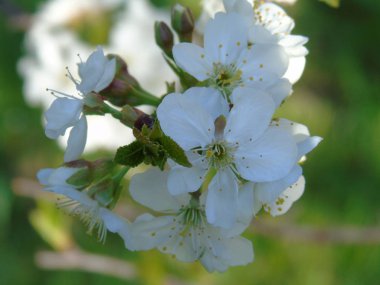 Bahar ile büyük bir gök köyden bazı çiçeklerin güzel resim yazısı