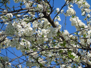 Bahar ile büyük bir gök köyden bazı çiçeklerin güzel resim yazısı