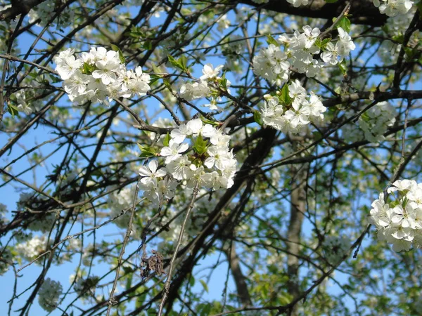 Piękny Podpis Kilka Kwiatów Wioski Wiosnę Świetne Niebo — Zdjęcie stockowe