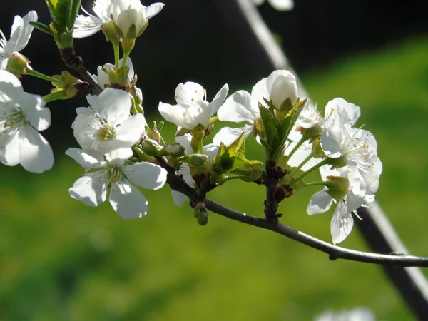 Legenda Bonita Algumas Flores Aldeia Primavera Com Grande Céu — Fotografia de Stock