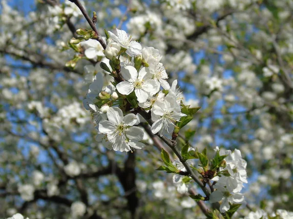Bahar gün olmadan meyve kiraz ağacının bazı çiçeklerin güzel resim yazısı