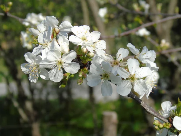 Belles Fleurs Printanières Village Dans Une Belle Journée — Photo