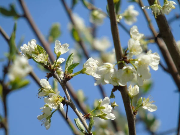 Belles Fleurs Printanières Village Dans Une Belle Journée — Photo