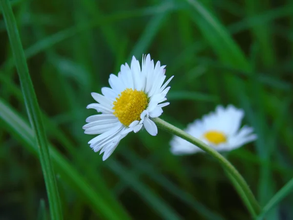 Belles Fleurs Printanières Village Dans Une Belle Journée — Photo