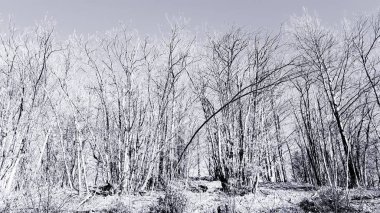 Liguria, İtalya - 10 / 28 / 2019: Sonbahar günlerinde köydeki ağaçların ve çiçeklerin inanılmaz bir başlığı. Arka planda güzel bir gökyüzü ve biraz rüzgar..
