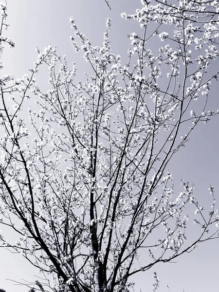 Ligúria Itália 2019 Uma Legenda Incrível Das Árvores Flores Aldeia — Fotografia de Stock