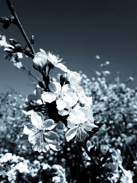 Liguria Italia 2019 Una Splendida Didascalia Degli Alberi Dei Fiori — Foto Stock