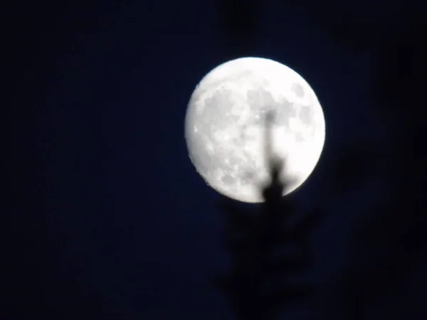 Une Légende Étonnante Clair Lune Jour Derrière Les Arbres Dans — Photo