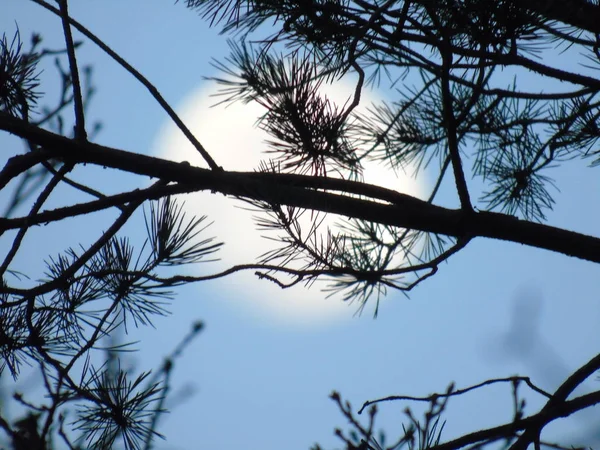 背景に青空を背景に 冬の里の手木の陰で月明かりの素晴らしいキャプション — ストック写真