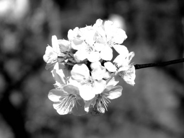 Liguria, İtalya 11 / 29 / 2019: Kiraz ağacı ve diğer farklı meyve bitkilerinin güzel başlığı, köyde ilk harika kış çiçekleri ve arka planda inanılmaz mavi bir gökyüzü ile birlikte. 