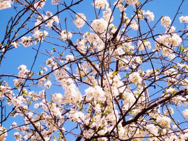 Liguria, İtalya 11 / 29 / 2019: Kiraz ağacı ve diğer farklı meyve bitkilerinin güzel başlığı, köyde ilk harika kış çiçekleri ve arka planda inanılmaz mavi bir gökyüzü ile birlikte. 