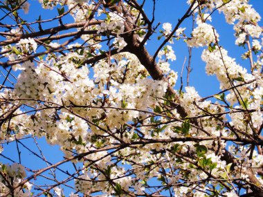Liguria, İtalya 11 / 29 / 2019: Kiraz ağacı ve diğer farklı meyve bitkilerinin güzel başlığı, köyde ilk harika kış çiçekleri ve arka planda inanılmaz mavi bir gökyüzü ile birlikte. 
