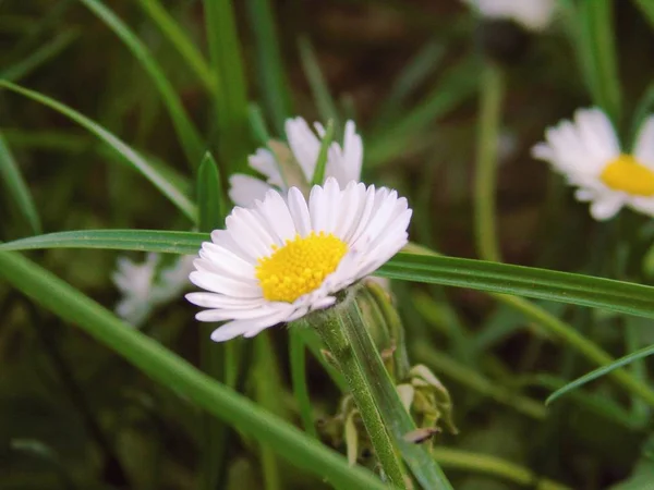 Ligúria Itália 2019 Bela Legenda Cerejeira Outras Plantas Frutíferas Diferentes — Fotografia de Stock