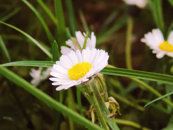 Liguria Talya 2019 Kiraz Ağacı Diğer Farklı Meyve Bitkilerinin Güzel — Stok fotoğraf