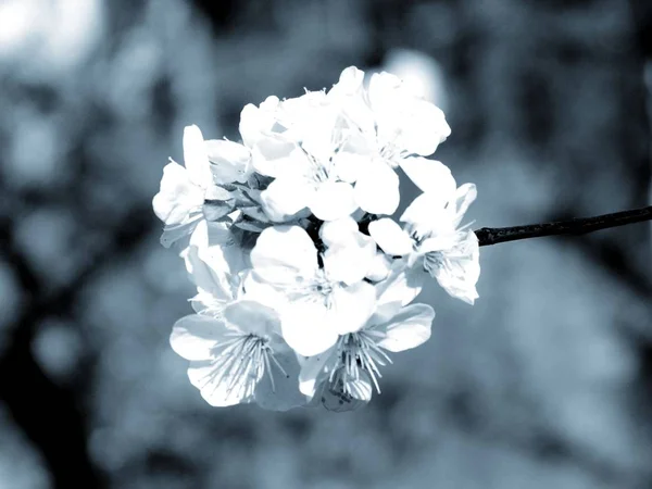 Liguria Italy 2019 Beautiful Caption Cherry Tree Other Different Fruit — стоковое фото