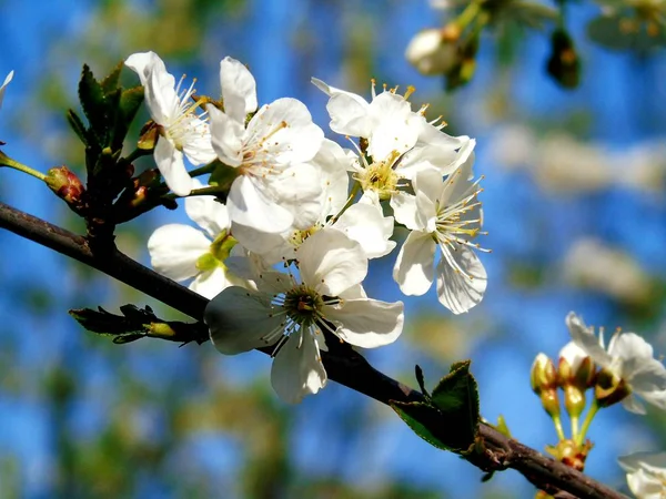 Ligúria Itália 2019 Bela Legenda Cerejeira Outras Plantas Frutíferas Diferentes — Fotografia de Stock