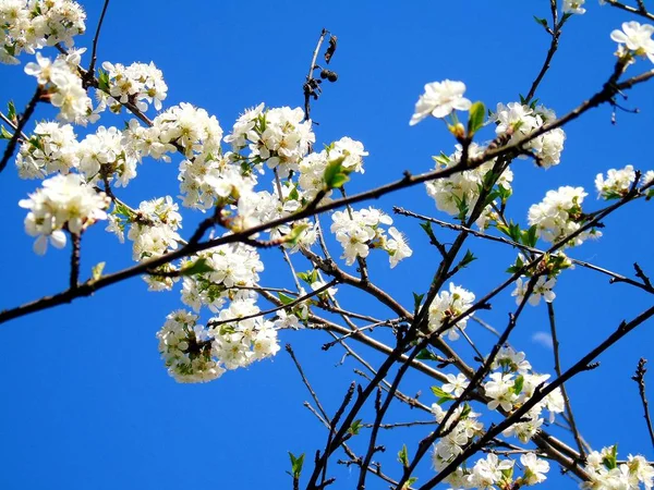 Liguria Italia 2019 Bellissima Didascalia Del Ciliegio Altre Diverse Piante — Foto Stock