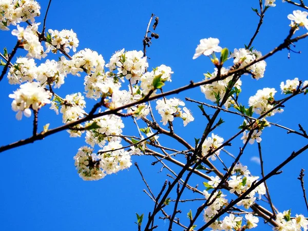 Liguria Italia 2019 Hermosa Leyenda Del Cerezo Otras Diferentes Plantas — Foto de Stock