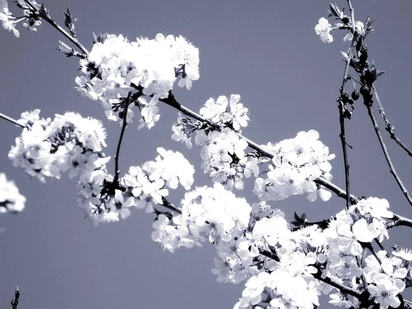 2019年11月29日 意大利利古里亚 樱桃树和其他各种果树的美丽图景 村里开满了冬季奇葩 背景是令人难以置信的蓝天 — 图库照片