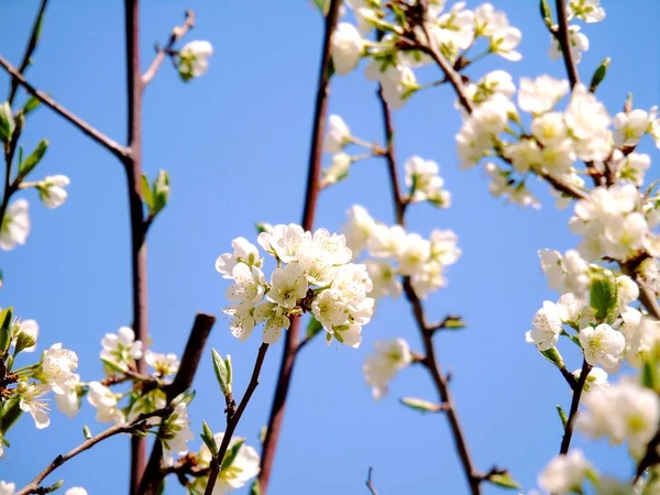 Liguria Italy 2019 Beautiful Caption Cherry Tree Other Different Fruit — стоковое фото