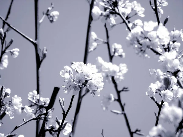 Liguria Italy 2019 Beautiful Caption Cherry Tree Other Different Fruit — стоковое фото