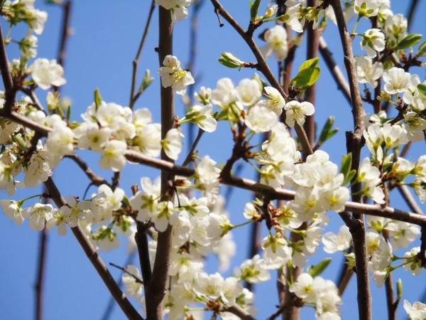 Liguria Italy 2019 Beautiful Caption Cherry Tree Other Different Fruit — стоковое фото