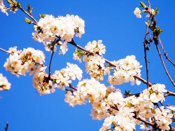 Liguria Italia 2019 Hermosa Leyenda Del Cerezo Otras Diferentes Plantas — Foto de Stock