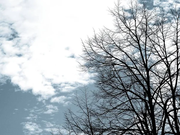 Piękny Panoramiczny Widok Drzewa Niesamowitym Niebem Chmury Tle Zimowe Dni — Zdjęcie stockowe