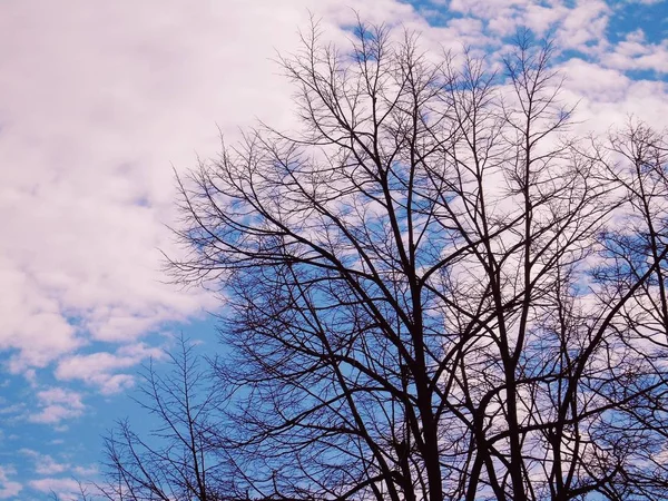 Beautiful Panoramic View Trees Amazing Sky Clouds Background Winter Days — 스톡 사진