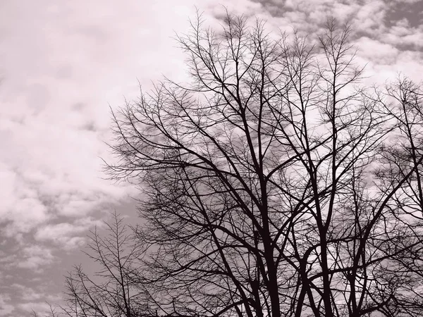 Piękny Panoramiczny Widok Drzewa Niesamowitym Niebem Chmury Tle Zimowe Dni — Zdjęcie stockowe