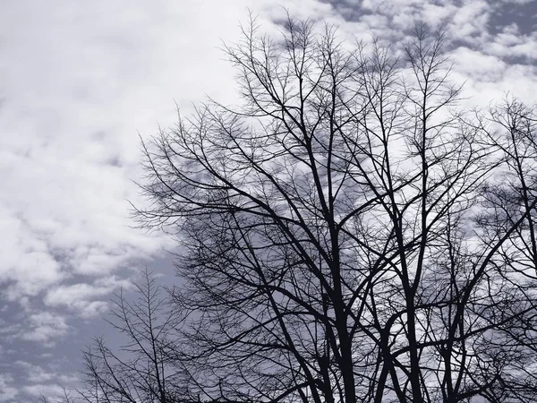 Ağaçların Güzel Panoramik Manzarası Nanılmaz Gökyüzü Kış Günlerinde Arka Planda — Stok fotoğraf