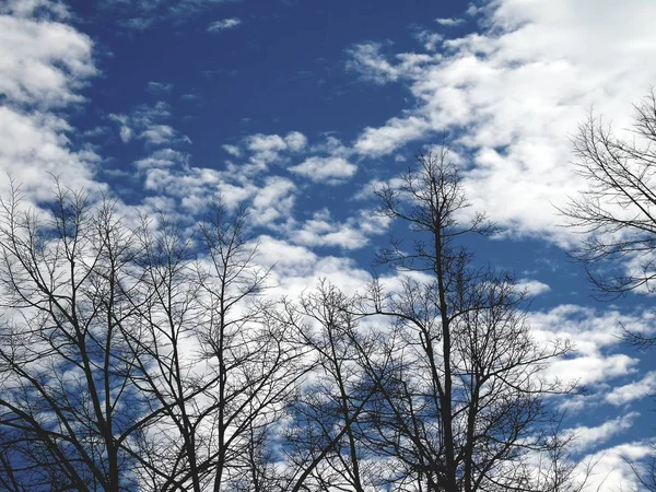 Панорамный Вид Деревья Удивительным Небом Облаками Заднем Плане Зимние Дни — стоковое фото