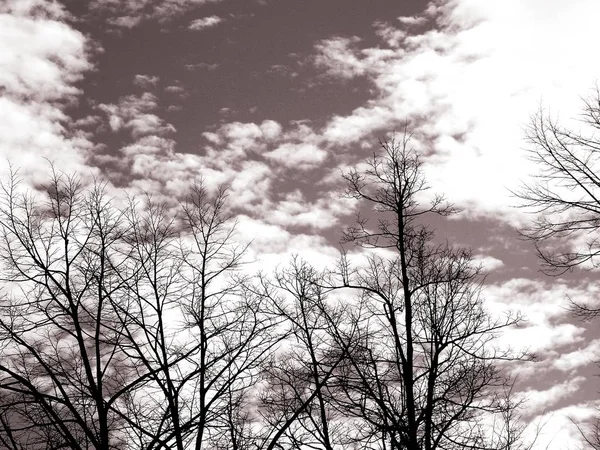 Beautiful Panoramic View Trees Amazing Sky Clouds Background Winter Days — 스톡 사진