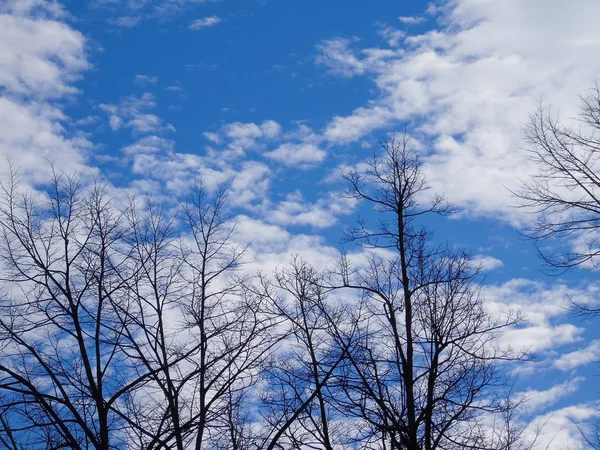 Beautiful Panoramic View Trees Amazing Sky Clouds Background Winter Days — 스톡 사진