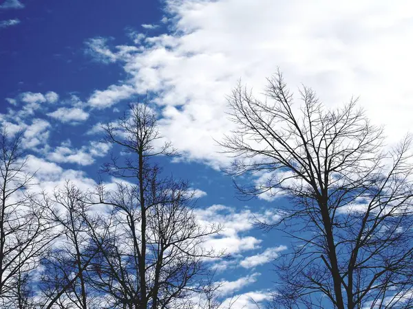 冬日里 全村树木的美丽全景 天空和云彩令人叹为观止 — 图库照片