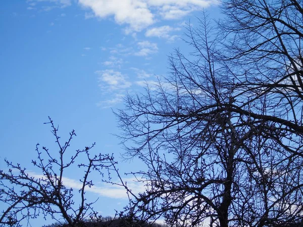 Прекрасний Панорамний Вид Дерева Дивовижним Небом Хмарами Задньому Плані Зимові — стокове фото