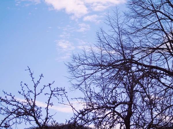 Schöner Panoramablick Auf Die Bäume Mit Herrlichem Himmel Und Wolken — Stockfoto